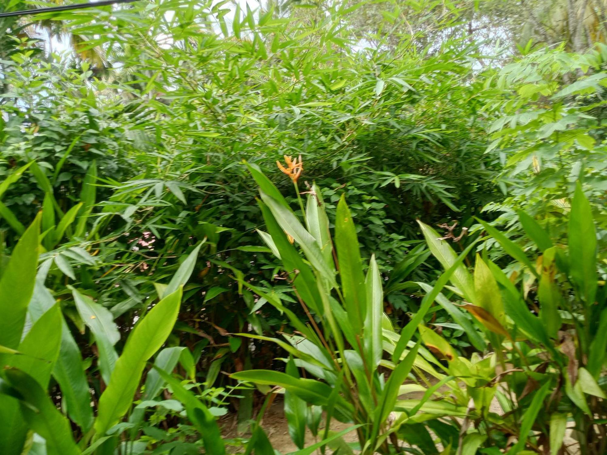 Hiriketiya Mahi Surf Apartment ดิคเวลลา ภายนอก รูปภาพ