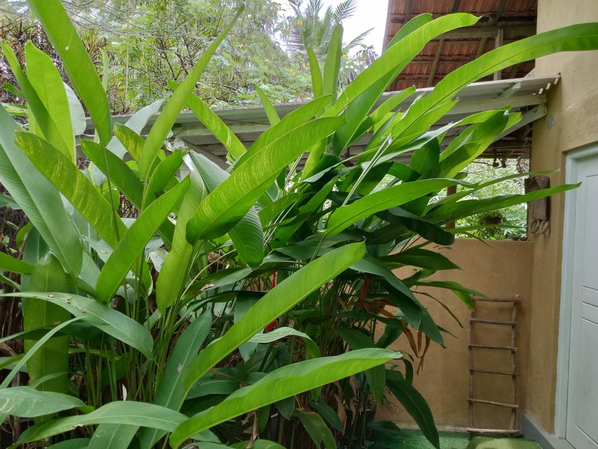Hiriketiya Mahi Surf Apartment ดิคเวลลา ภายนอก รูปภาพ