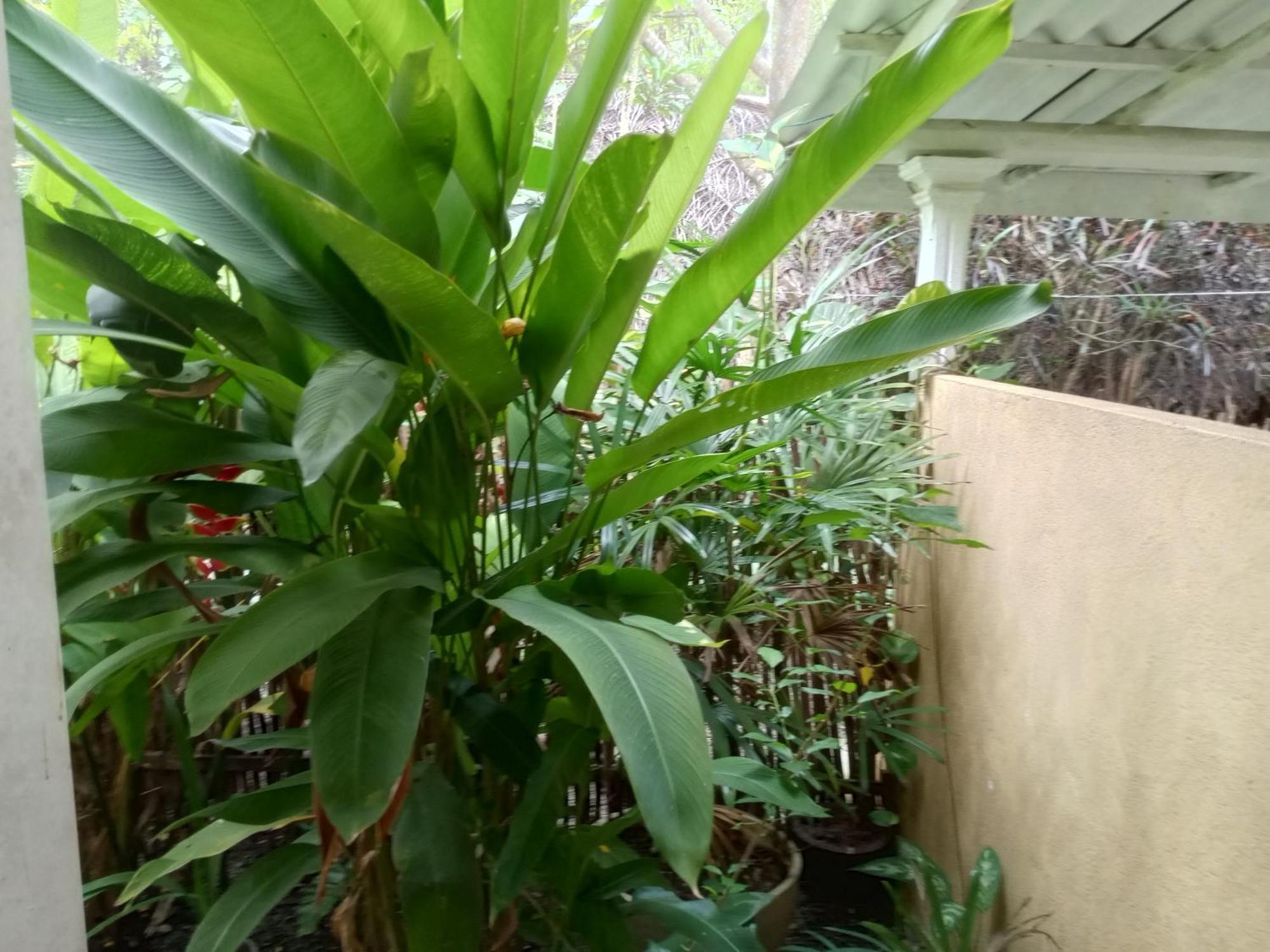 Hiriketiya Mahi Surf Apartment ดิคเวลลา ภายนอก รูปภาพ
